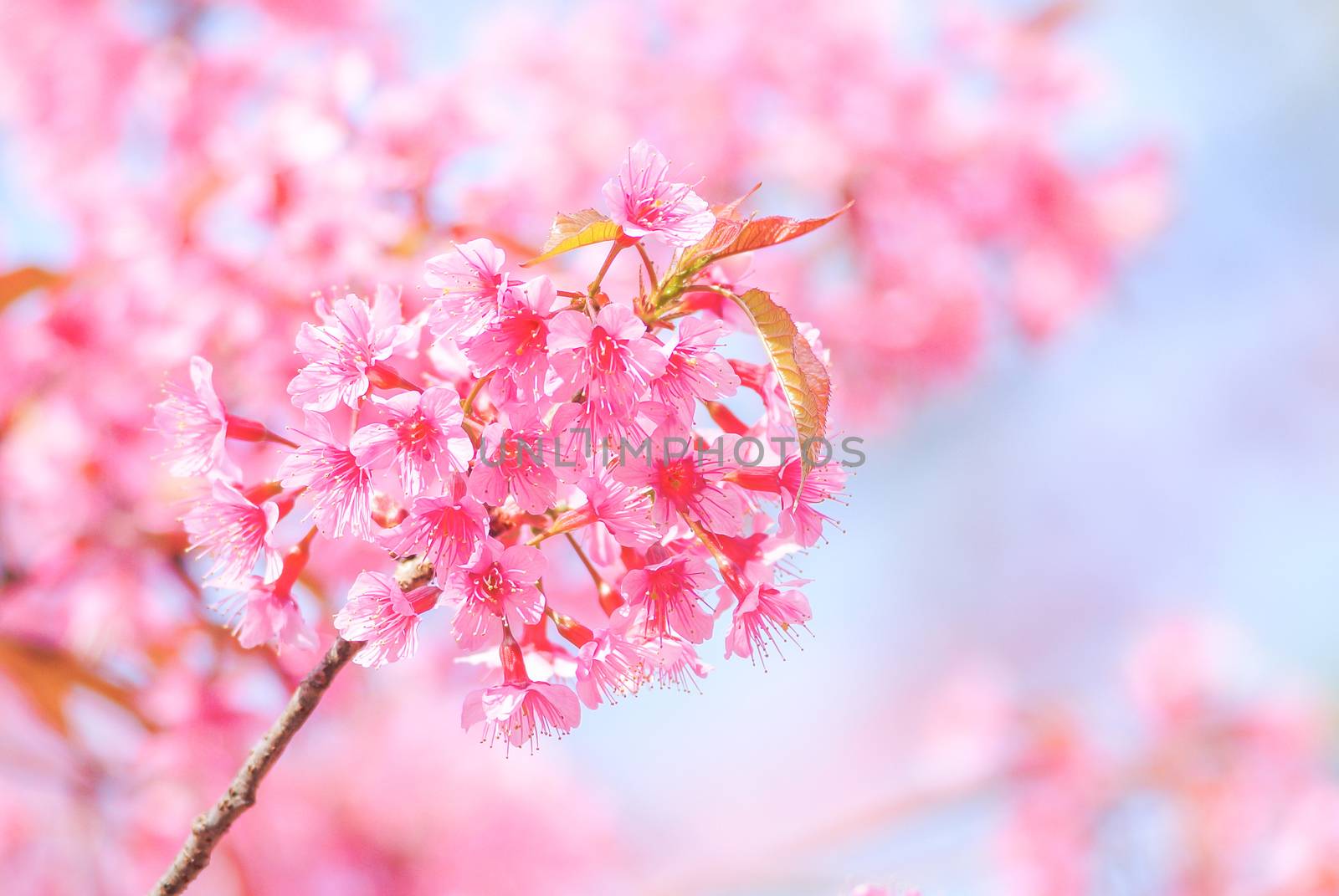 Cherry Blossom in spring with soft focus, unfocused blurred spri by yuiyuize