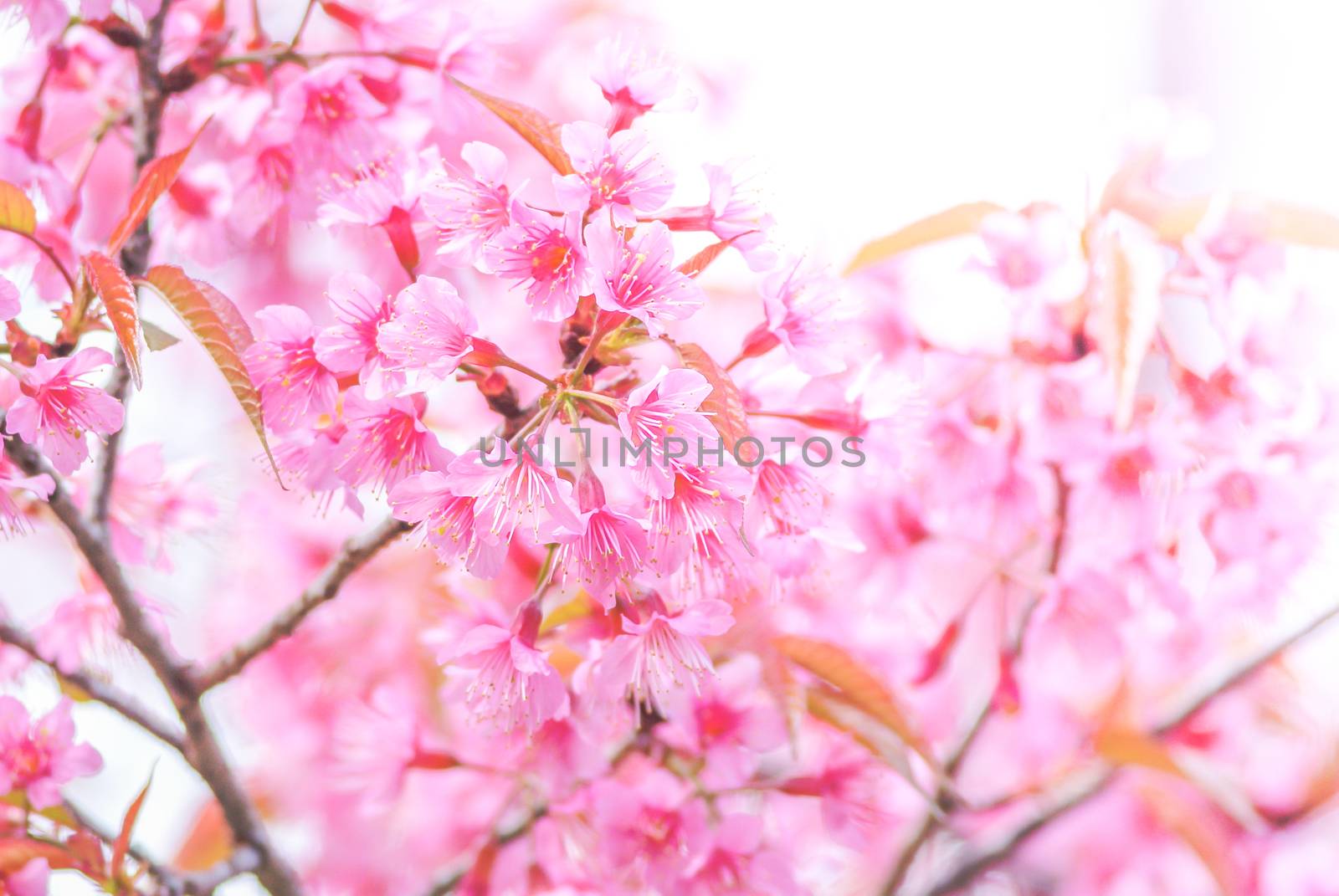 Cherry Blossom in spring with soft focus, unfocused blurred spri by yuiyuize