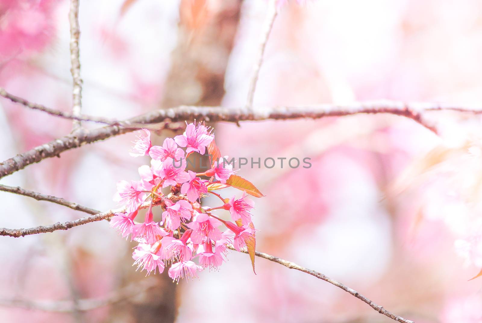 Cherry Blossom in spring with soft focus, unfocused blurred spring cherry bloom, bokeh flower background, pastel and soft flower background.
