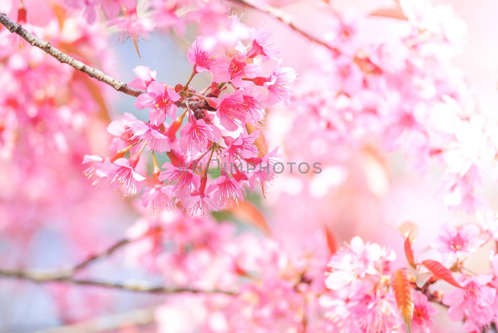 Cherry Blossom in spring with soft focus, unfocused blurred spring cherry bloom, bokeh flower background, pastel and soft flower background.
