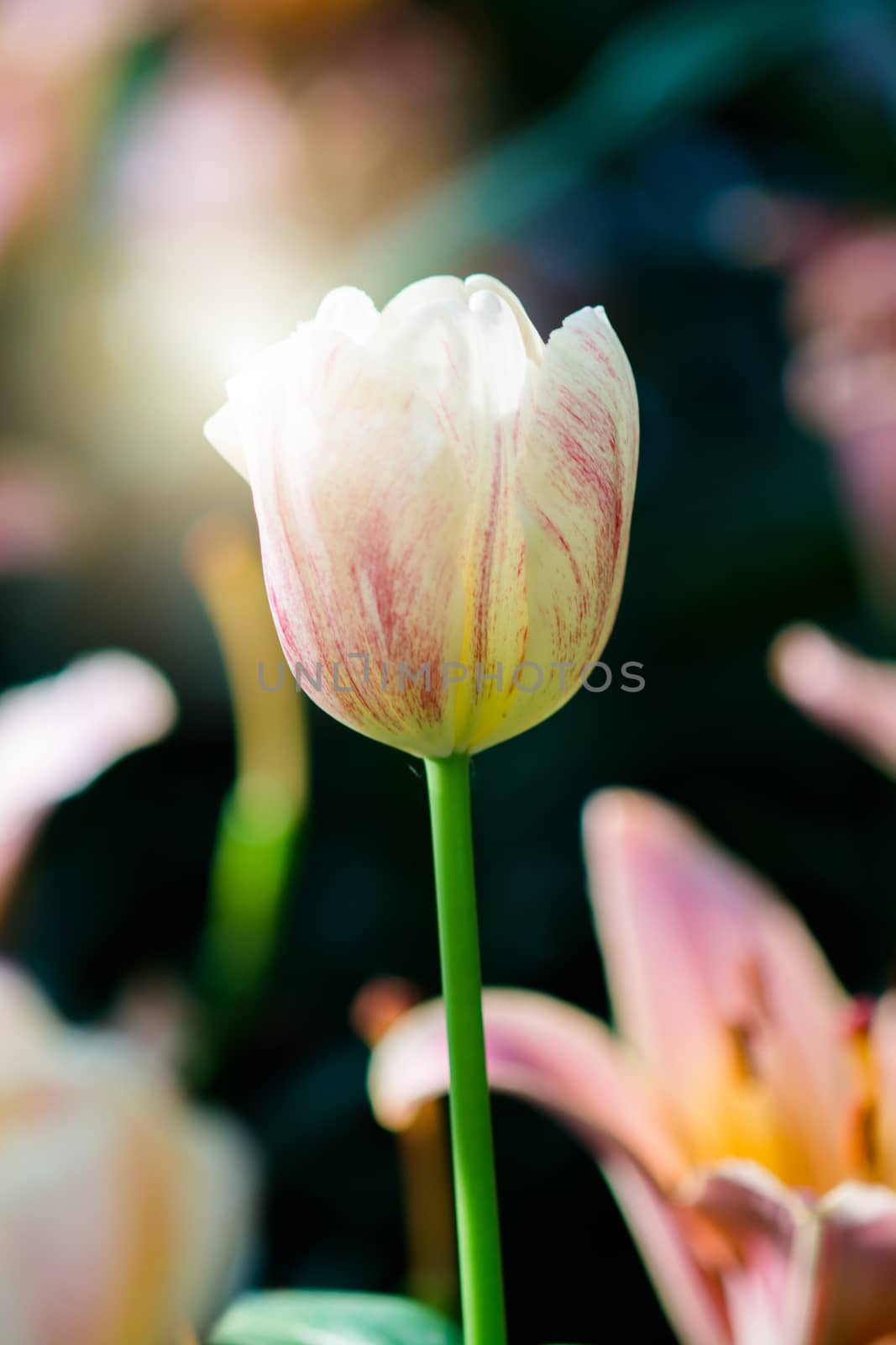 Tulip in spring with soft focus, unfocused blurred spring Tulip, bokeh flower background, pastel and soft flower background.
