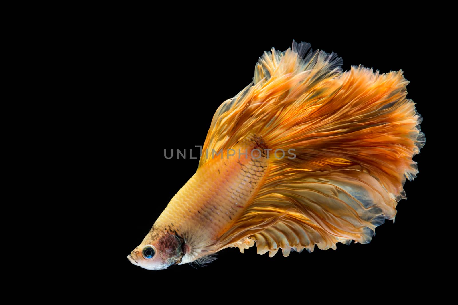 Yellow gold betta fish, siamese fighting fish on black background