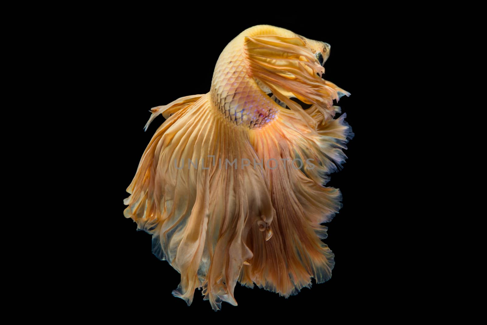 Yellow gold betta fish, siamese fighting fish on black background