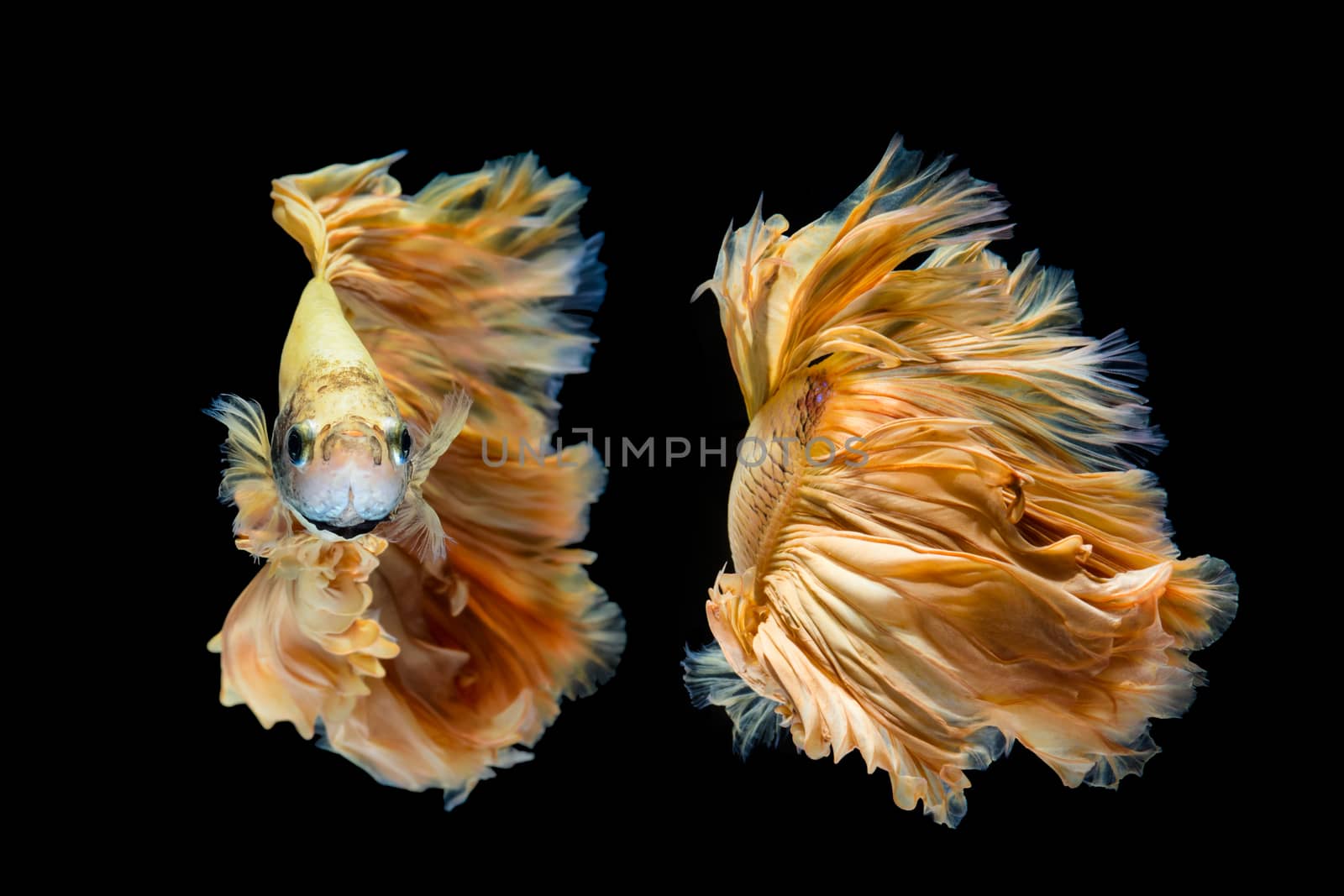 Yellow gold betta fish, siamese fighting fish on black backgroun by yuiyuize