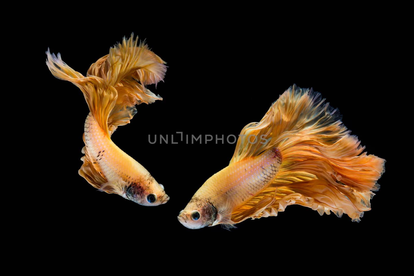 Yellow gold betta fish, siamese fighting fish on black background