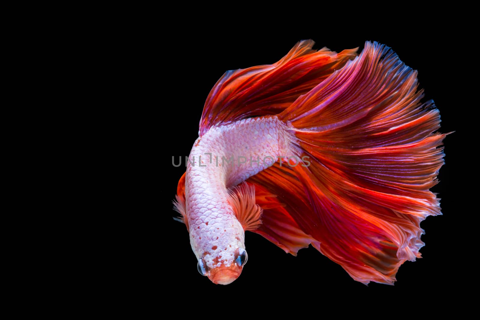 Pink and red betta fish, siamese fighting fish on black backgrou by yuiyuize