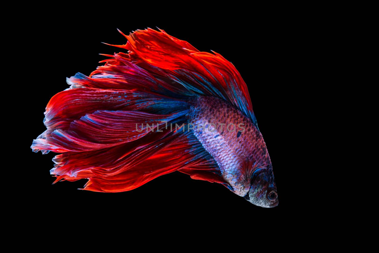 Red and blue betta fish, siamese fighting fish on black background