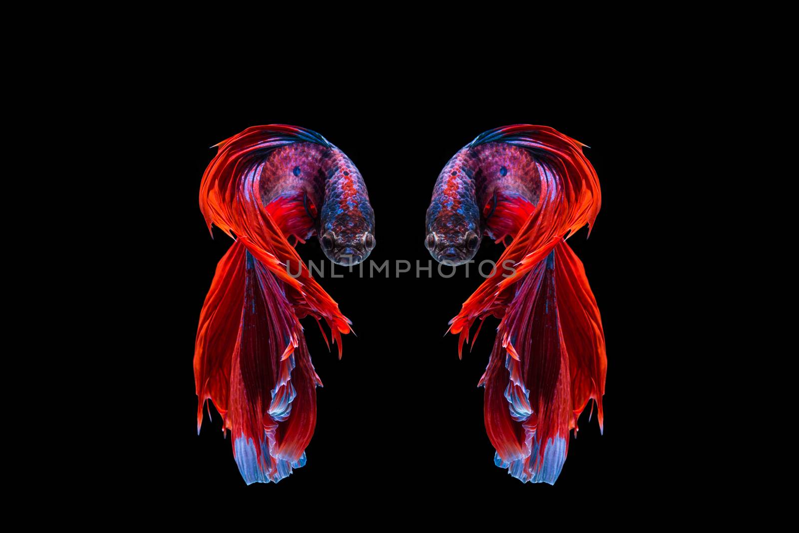 Red and blue betta fish, siamese fighting fish on black backgrou by yuiyuize