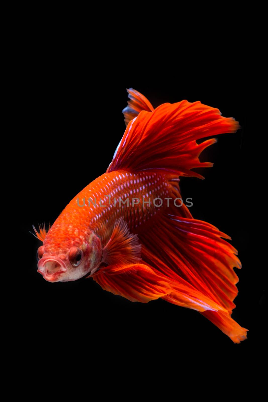 Red betta fish, siamese fighting fish on black background