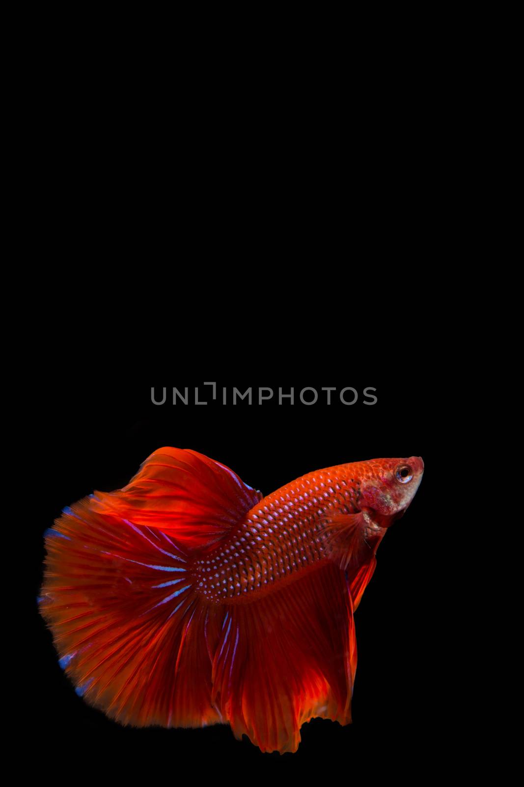 Red betta fish, siamese fighting fish on black background