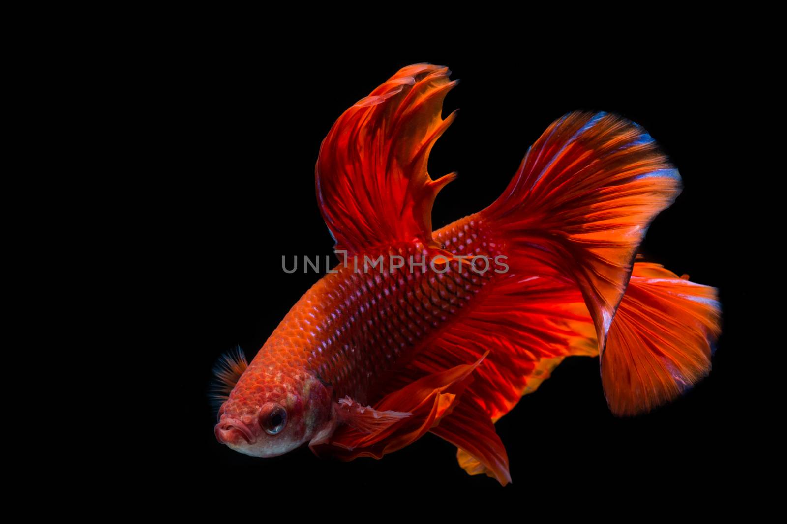 Red betta fish, siamese fighting fish on black background by yuiyuize