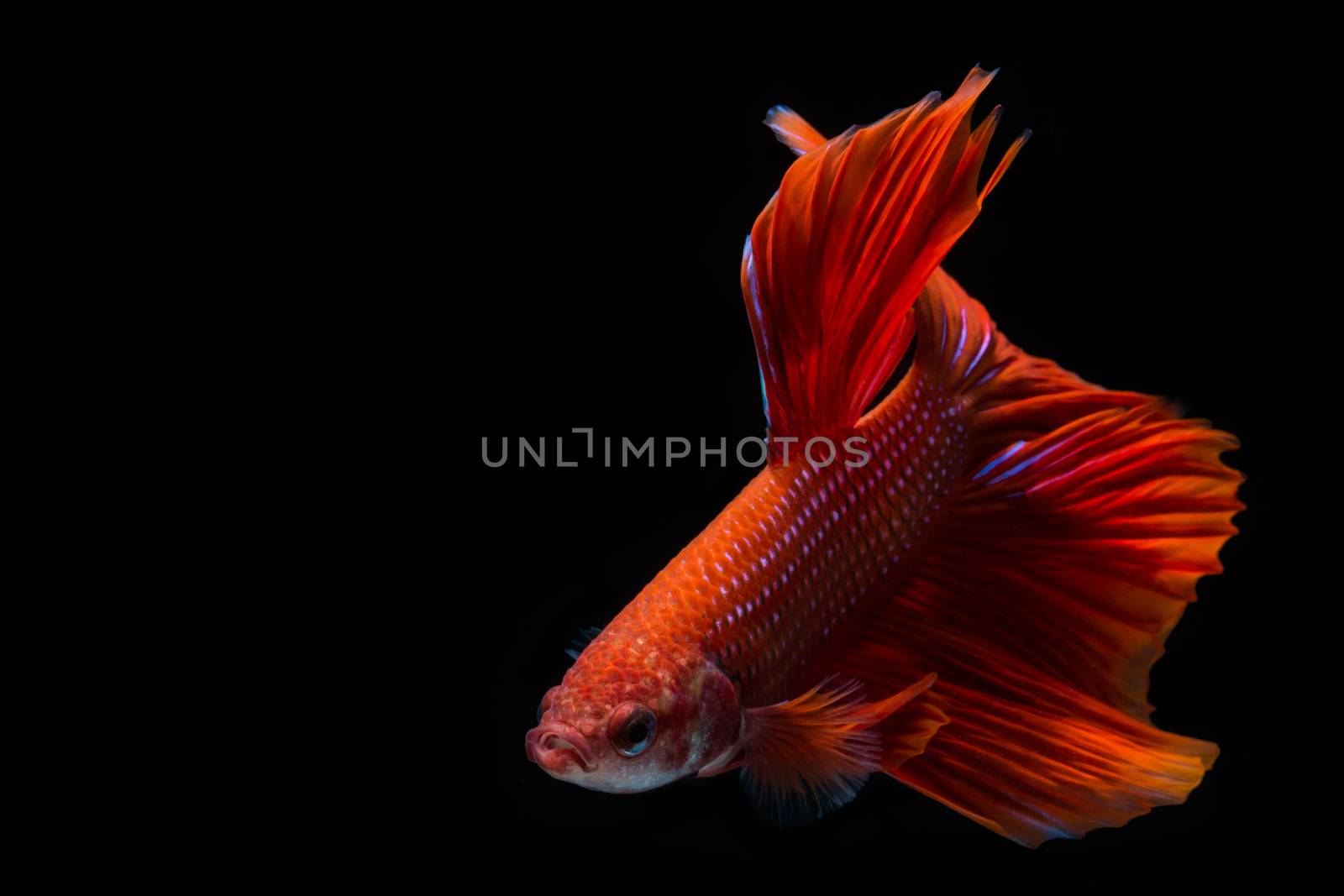 Red betta fish, siamese fighting fish on black background