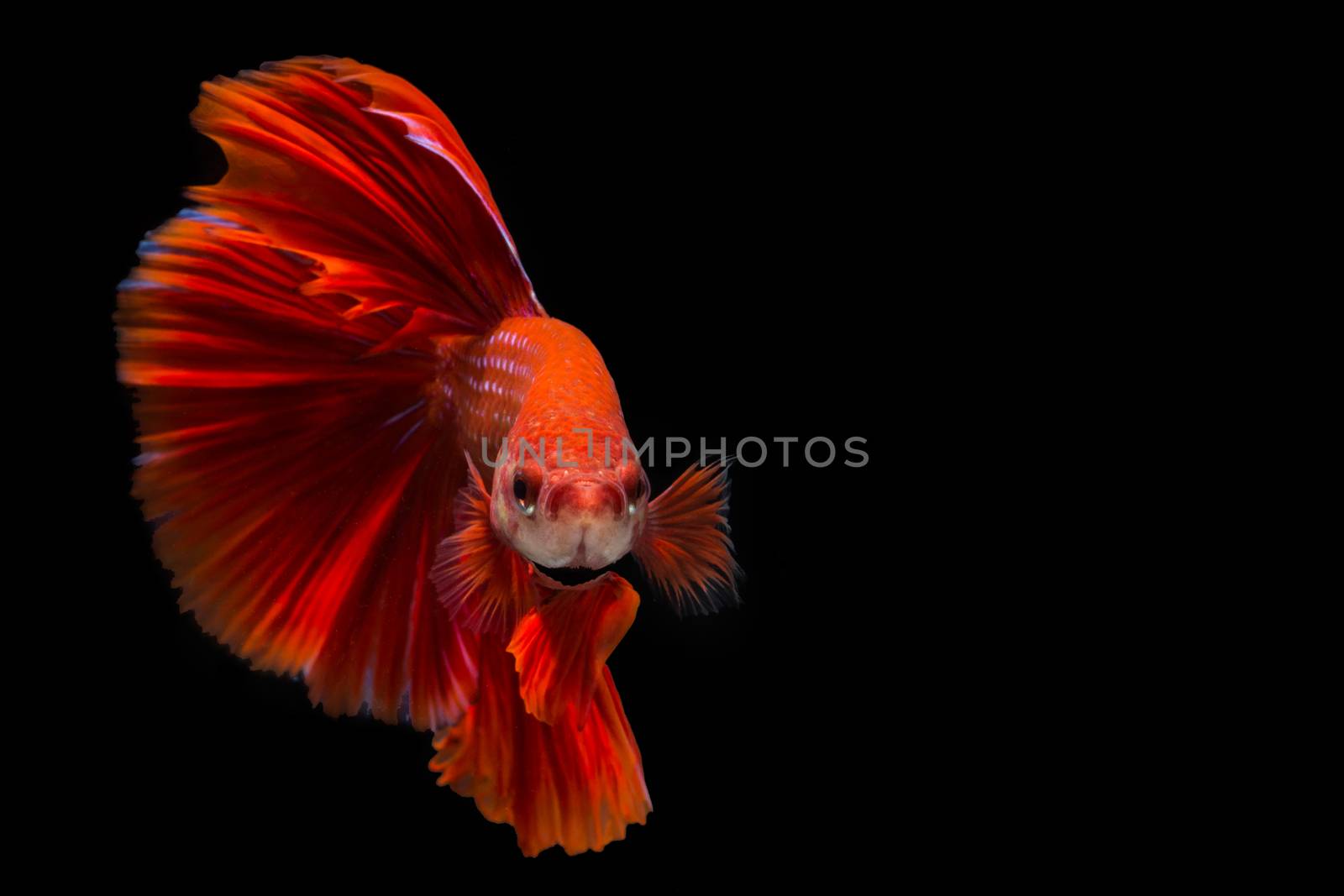 Red betta fish, siamese fighting fish on black background by yuiyuize