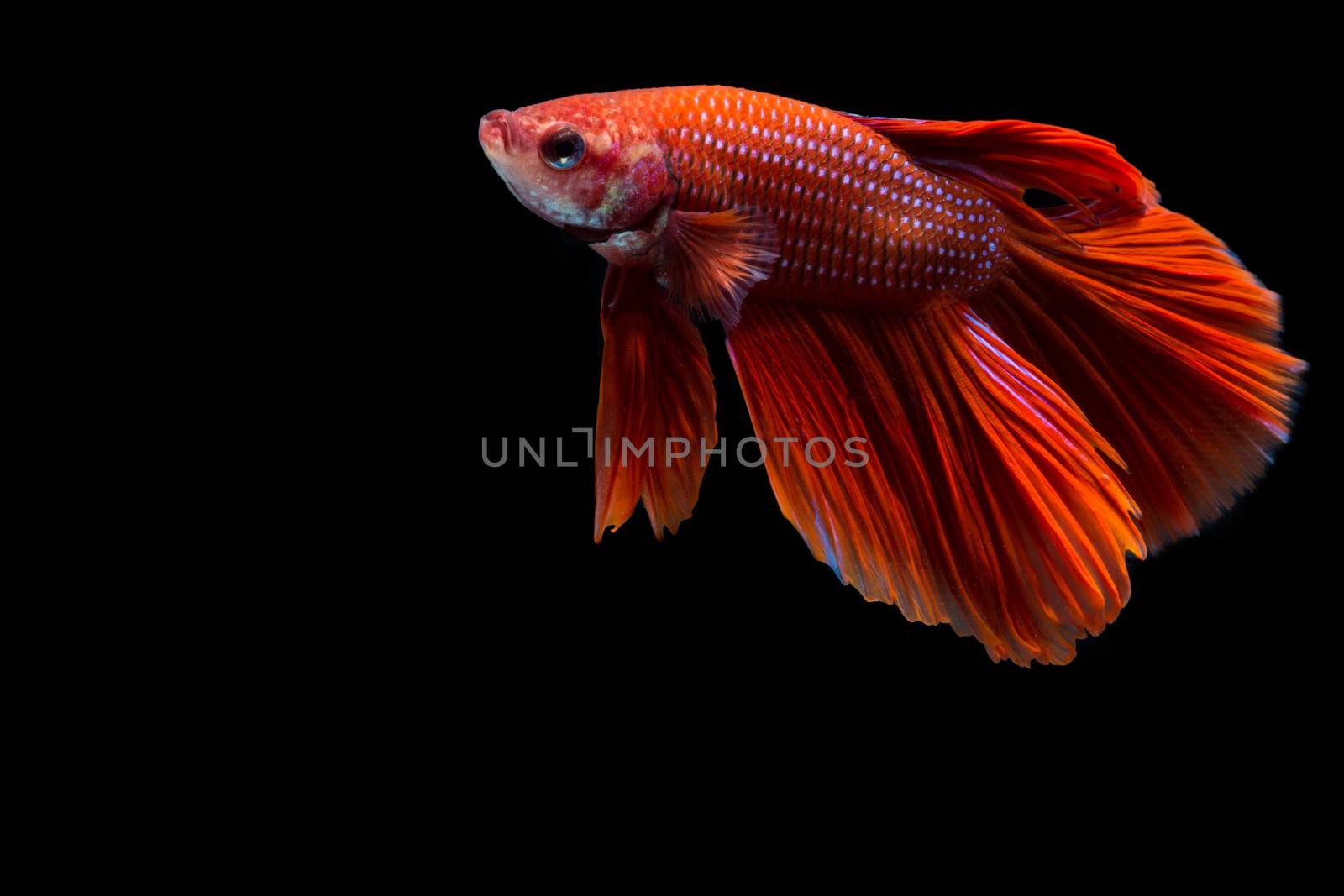 Red betta fish, siamese fighting fish on black background by yuiyuize