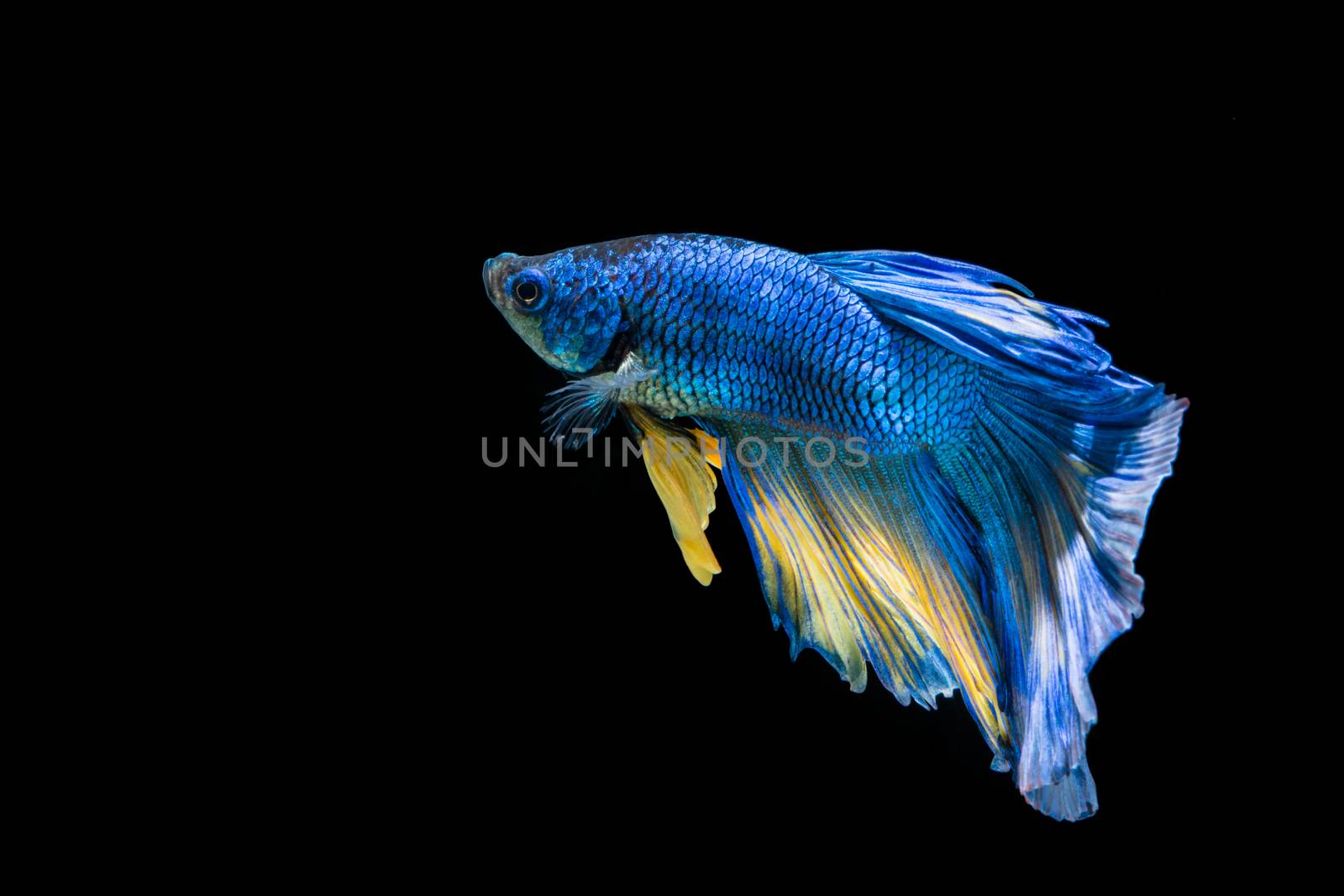 Blue and yellow betta fish, siamese fighting fish on black background