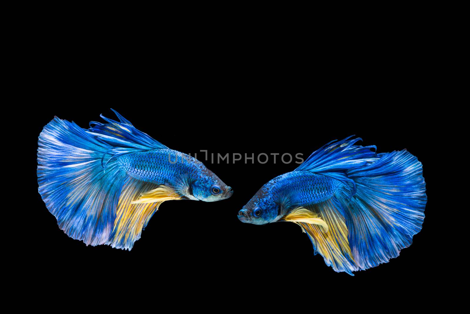 Blue and yellow betta fish, siamese fighting fish on black background