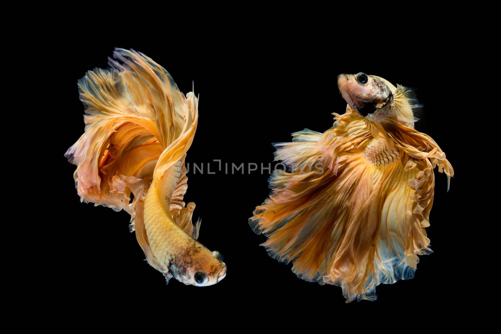 Yellow gold betta fish, siamese fighting fish on black backgroun by yuiyuize