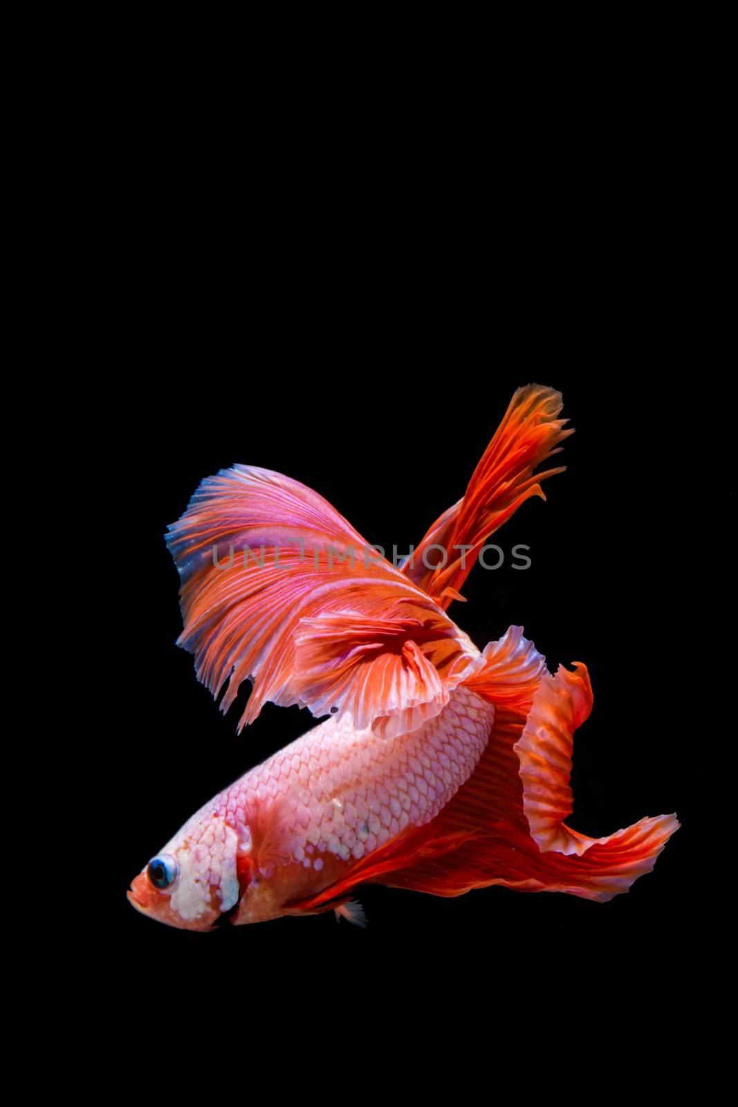 Pink and red betta fish, siamese fighting fish on black backgrou by yuiyuize