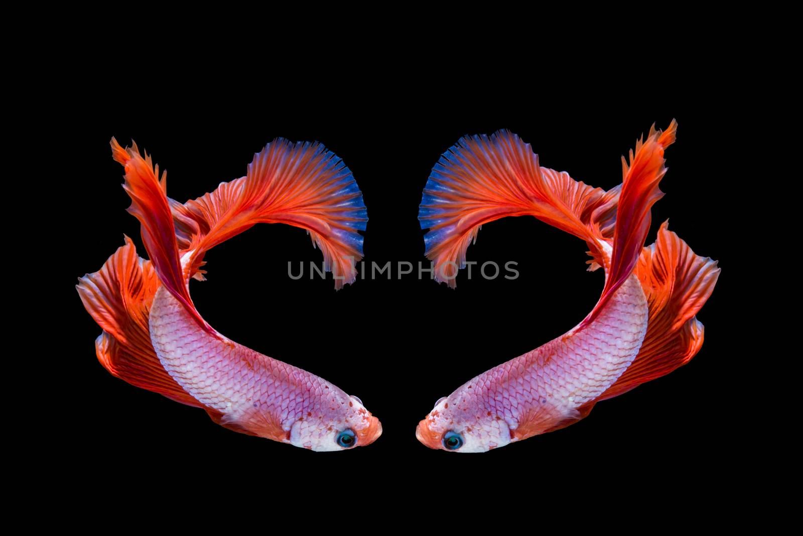 Pink and red betta fish, siamese fighting fish on black background