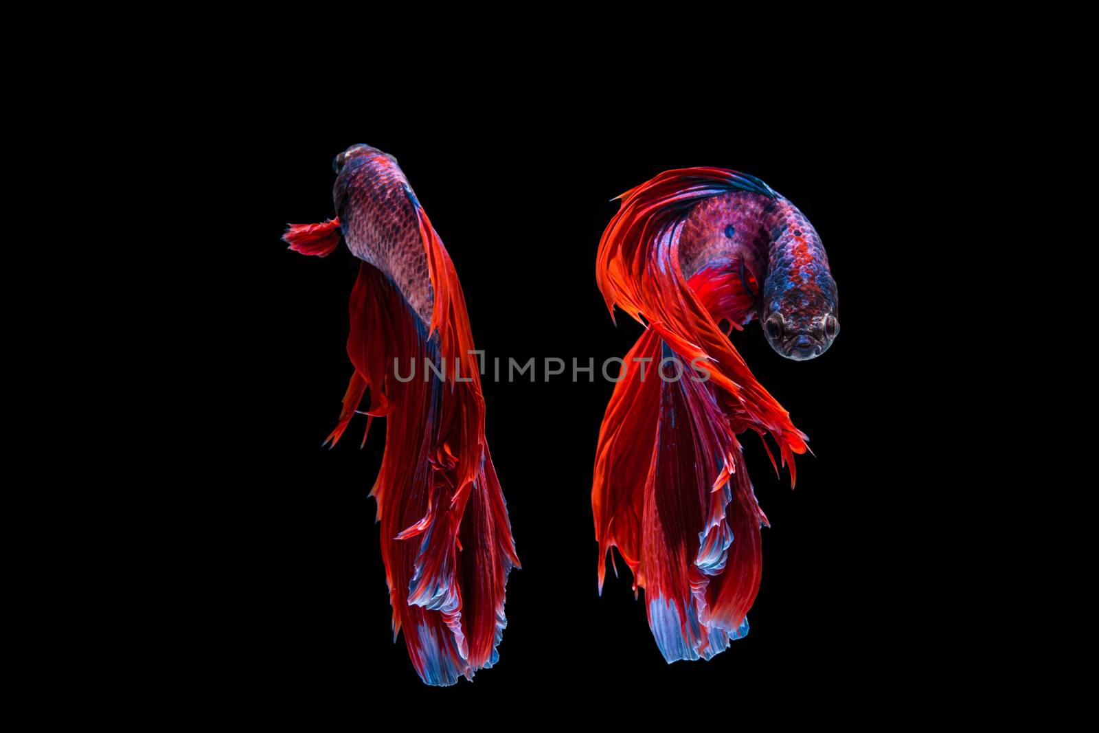 Red and blue betta fish, siamese fighting fish on black background