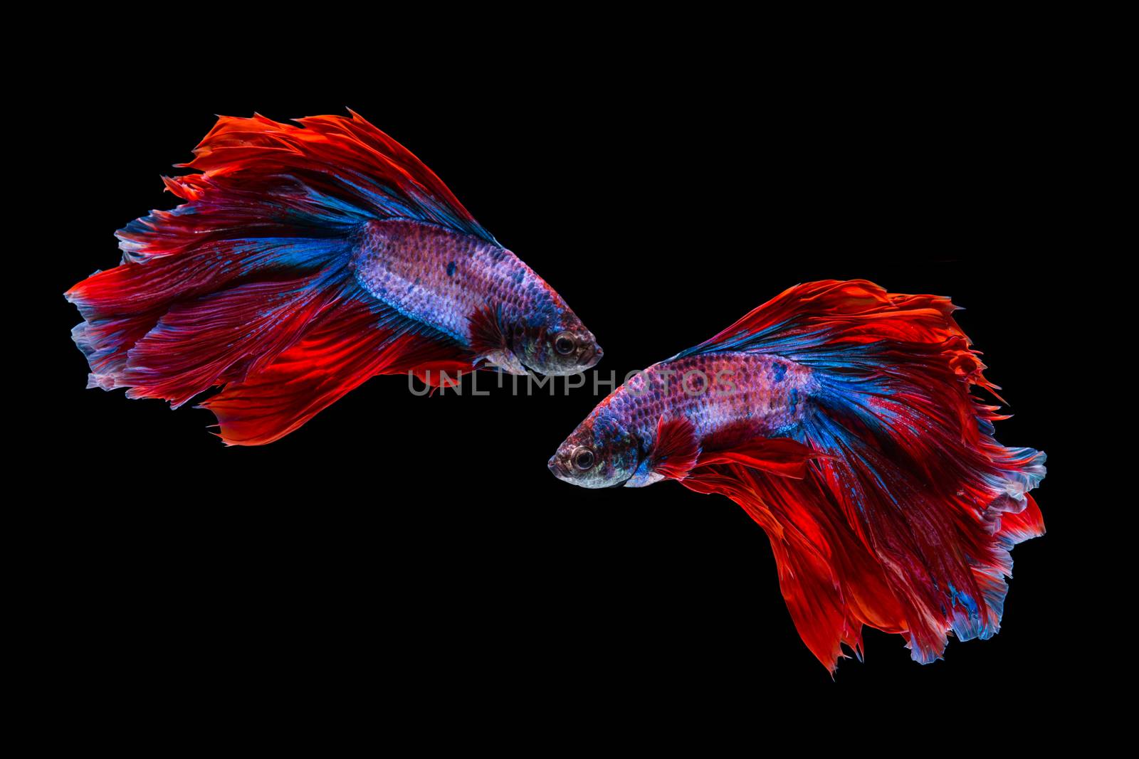 Red and blue betta fish, siamese fighting fish on black background