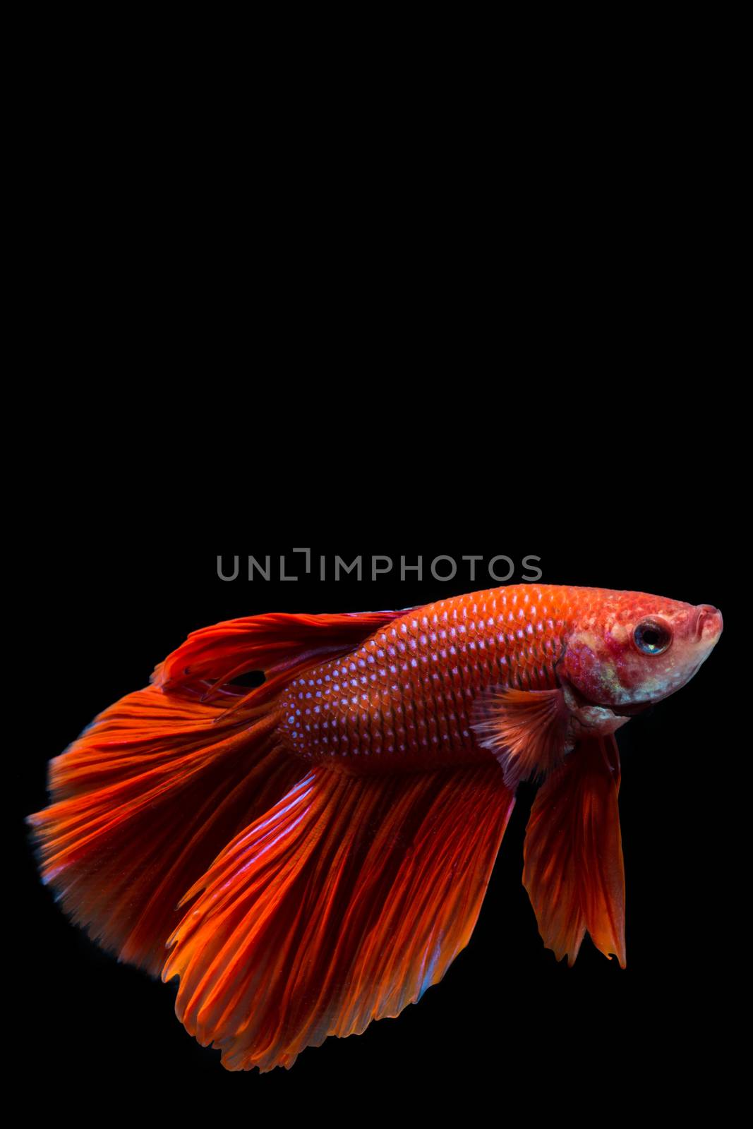 Red betta fish, siamese fighting fish on black background