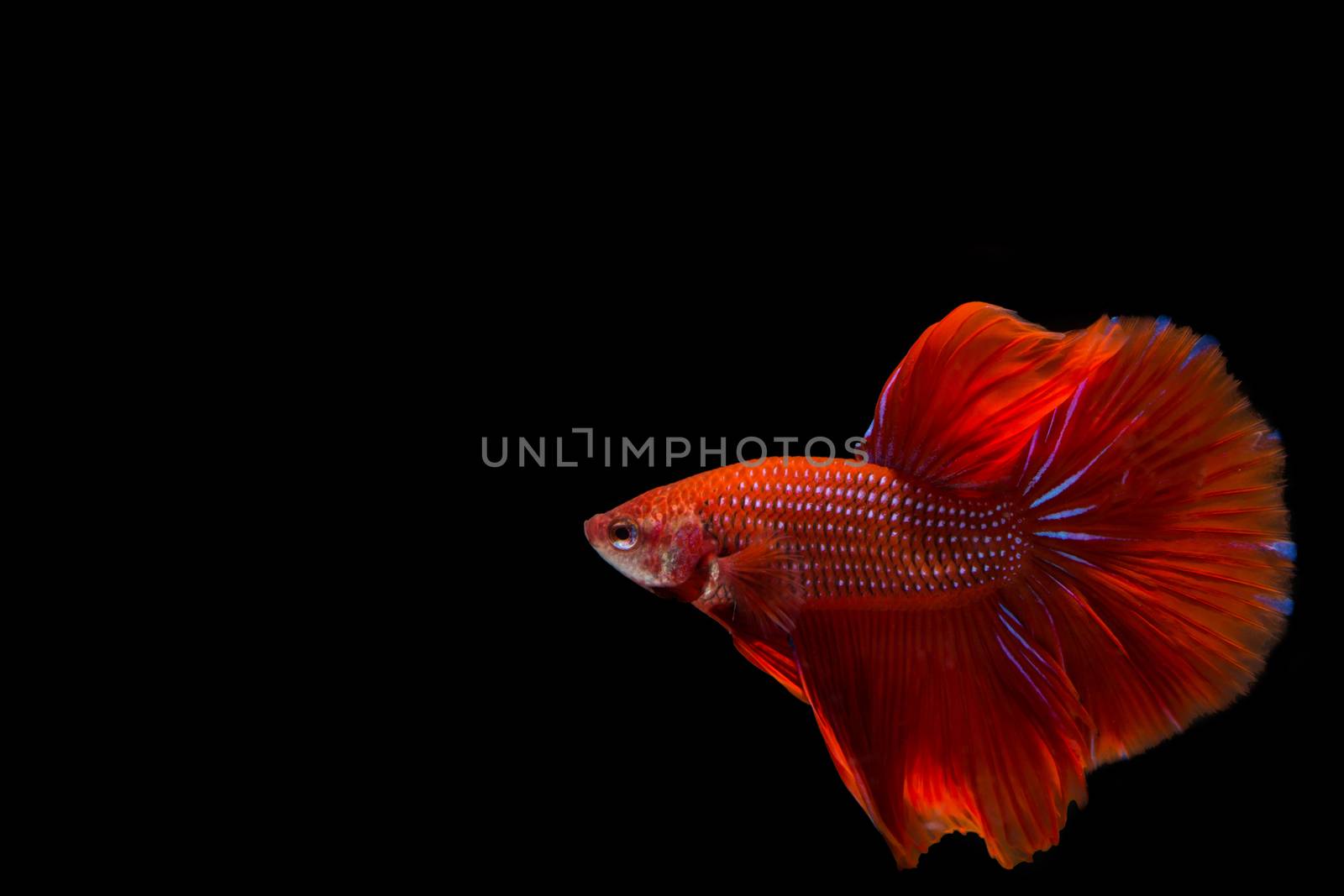 Red betta fish, siamese fighting fish on black background