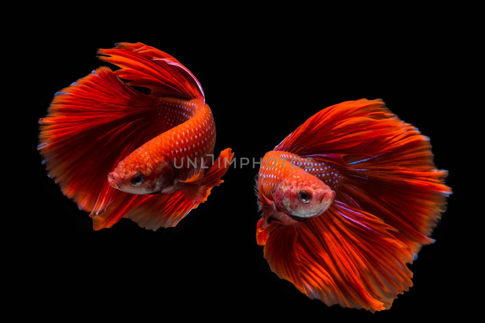 Red betta fish, siamese fighting fish on black background