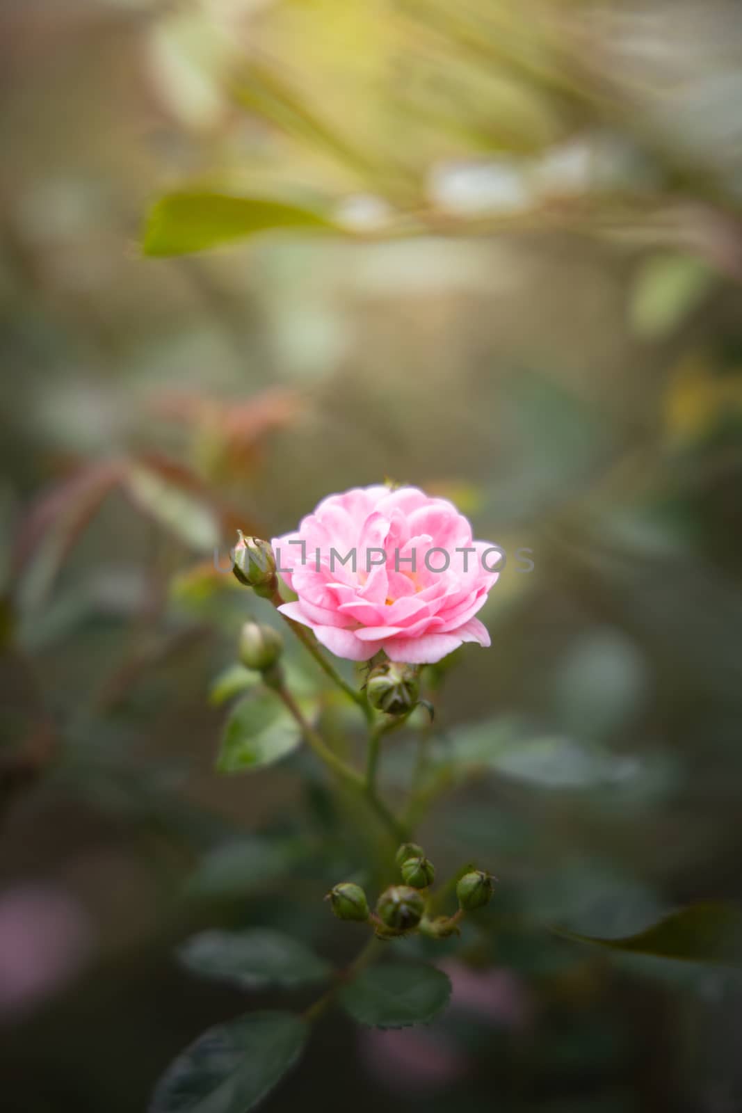 Roses in the garden  by teerawit