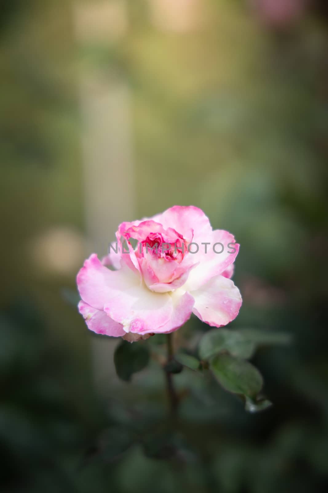 Roses in the garden, Roses are beautiful with a beautiful sunny day.