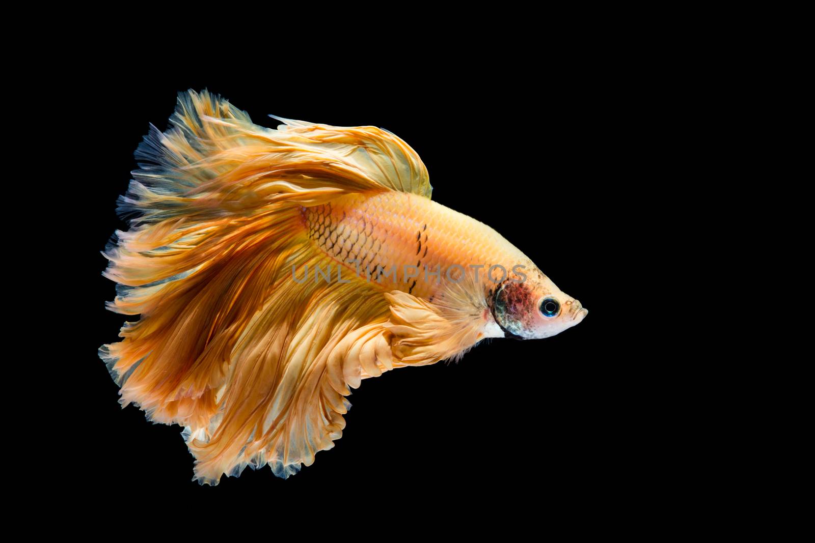 Yellow gold betta fish, siamese fighting fish on black backgroun by yuiyuize