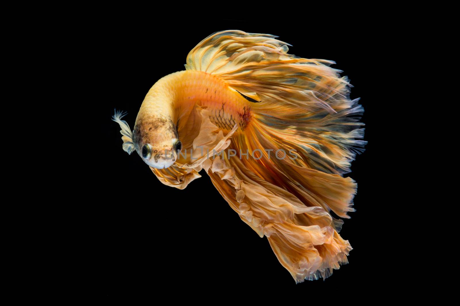 Yellow gold betta fish, siamese fighting fish on black backgroun by yuiyuize