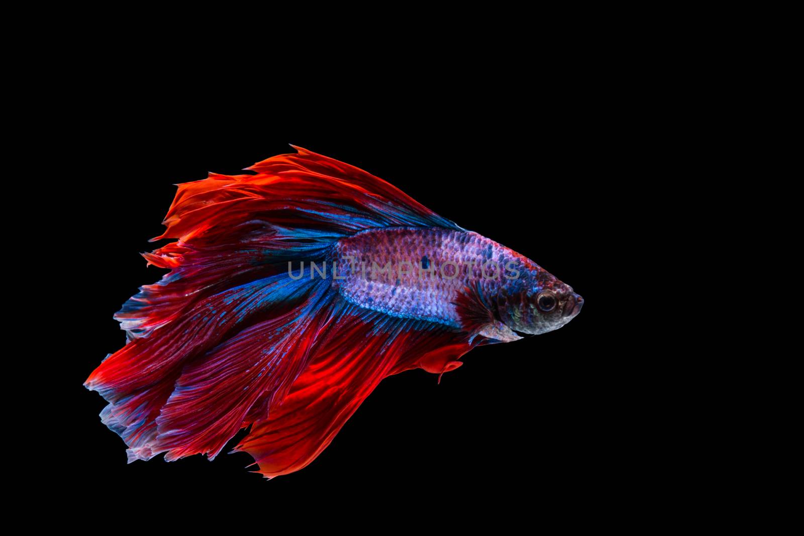 Red and blue betta fish, siamese fighting fish on black backgrou by yuiyuize