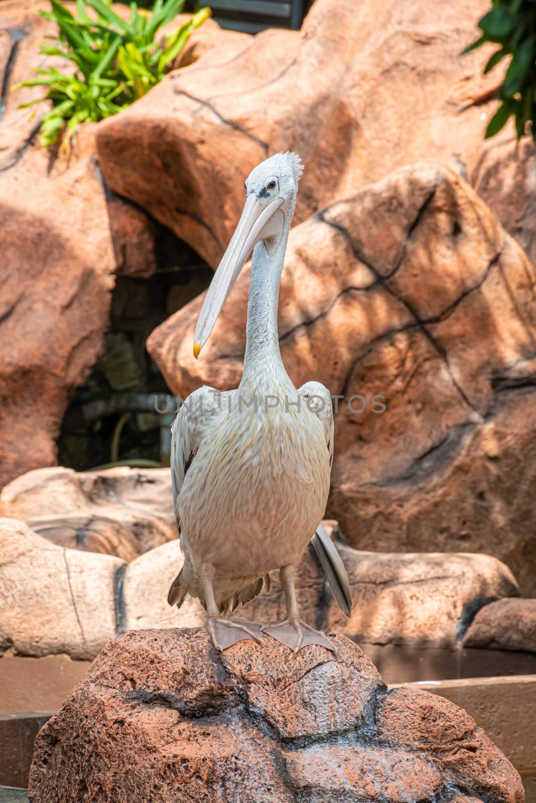 Brown pelican standing on brown rock waiting for food