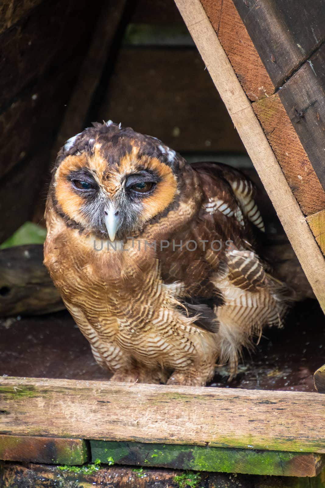 Brown wood owl sitting in wooden shed in Malaysia by MXW_Stock