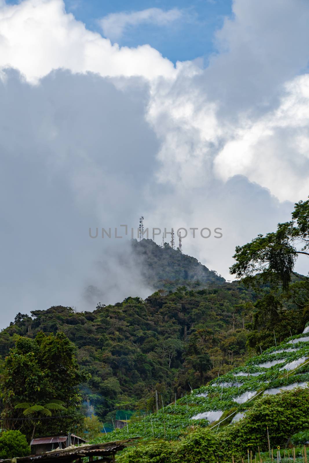 Cameron Highlands mountain top disappearing in low clouds