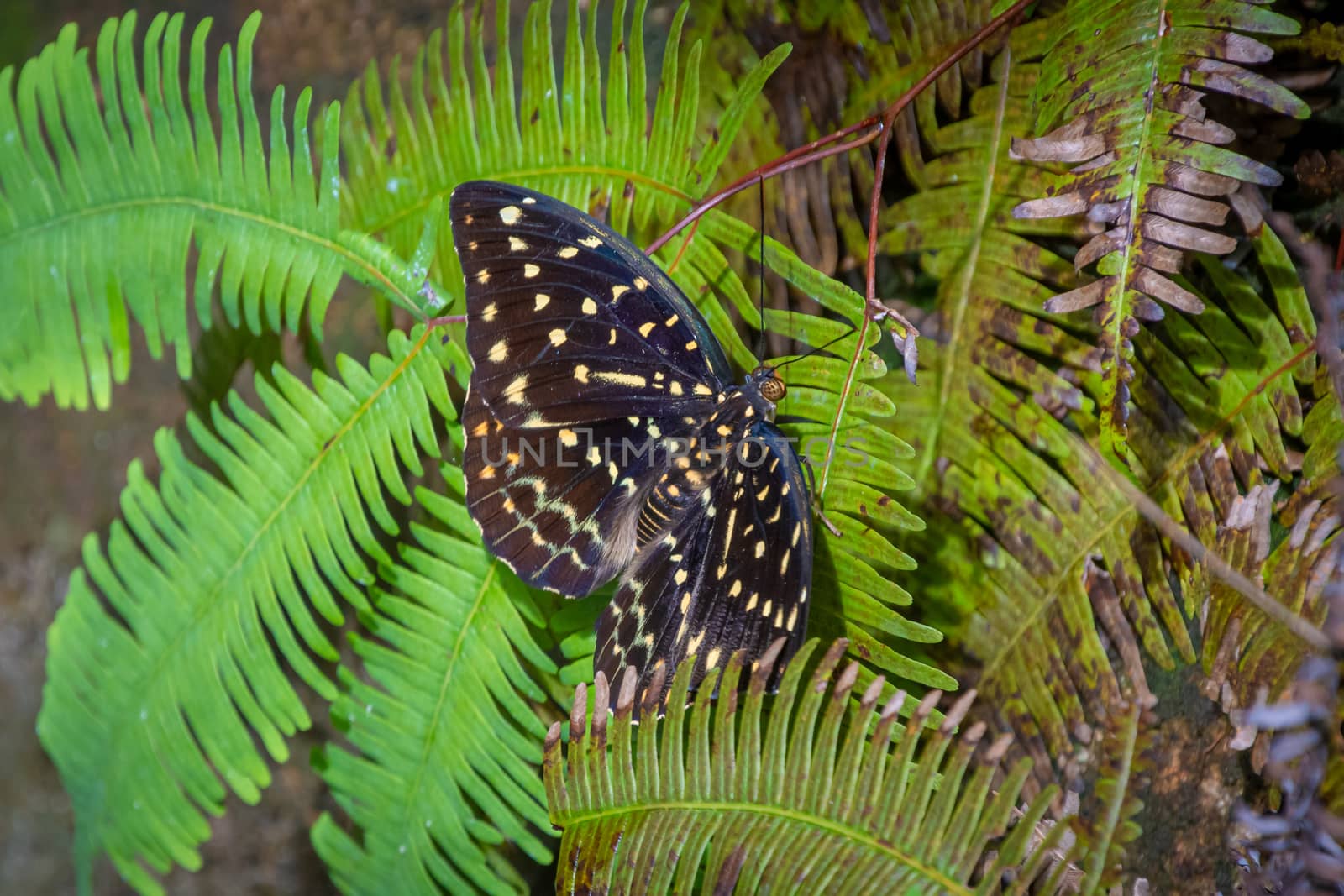 Butterfly yellow dotted brown wings in tropical rain forest