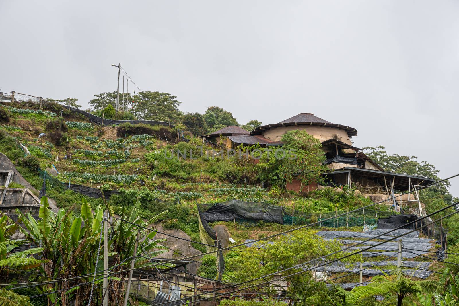 Cameron Highlands terrace farming on steep slopes