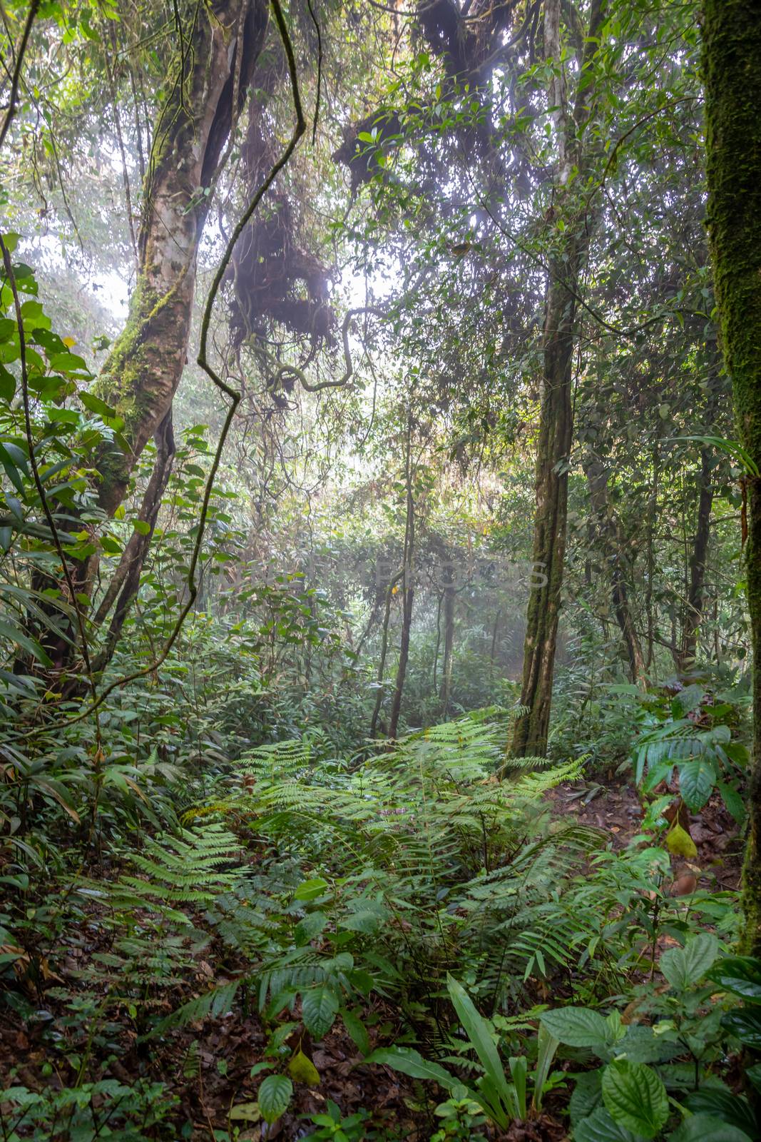 Fog and clouds in tropical rain forest at Cameron Highlands Malaysia by MXW_Stock