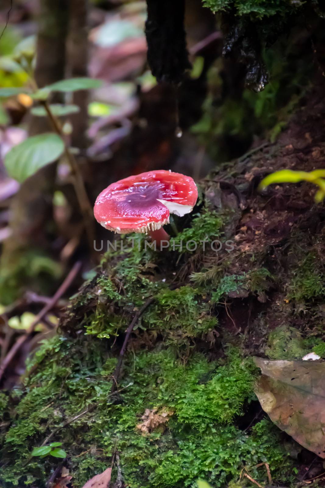 Fly agaric amanita poisonous mushroom in rain forrest