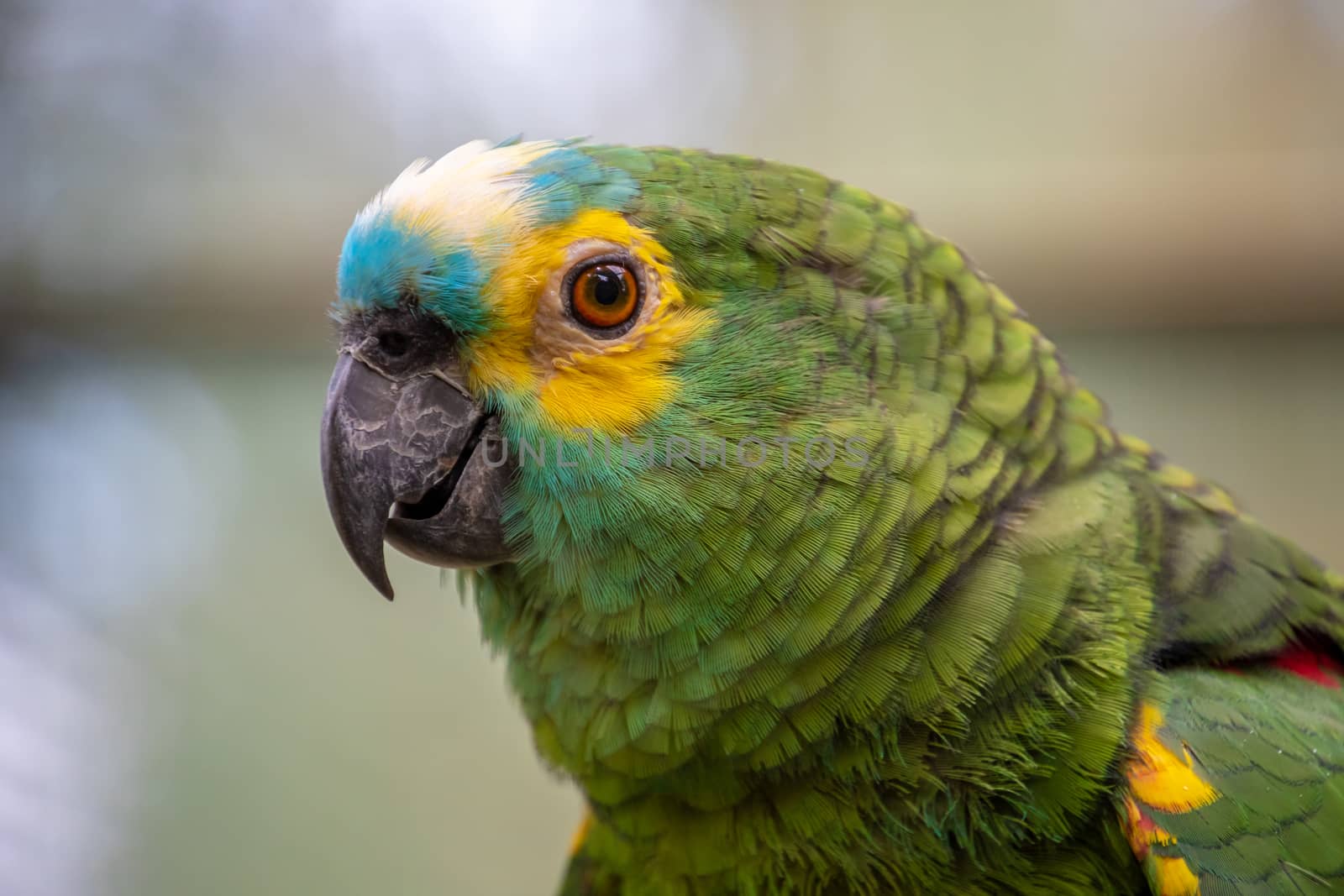Green parrot popinjay close up with blue and yellow feathers