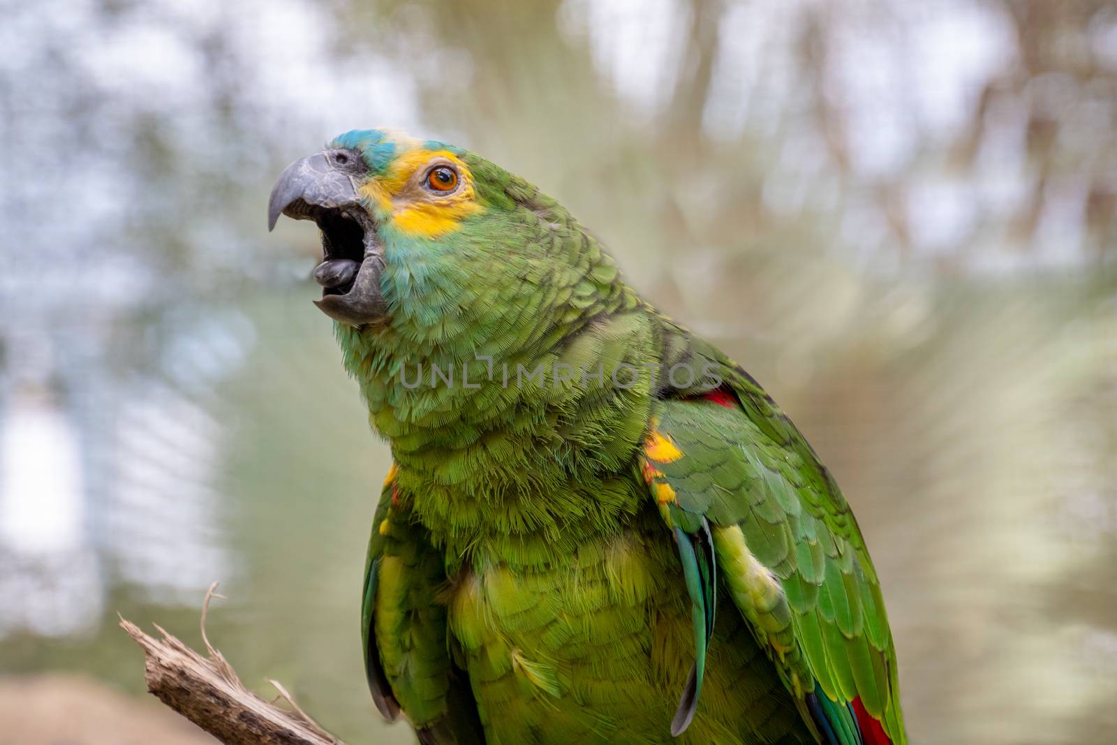 Green parrot popinjay close up with colorful feathers twittering