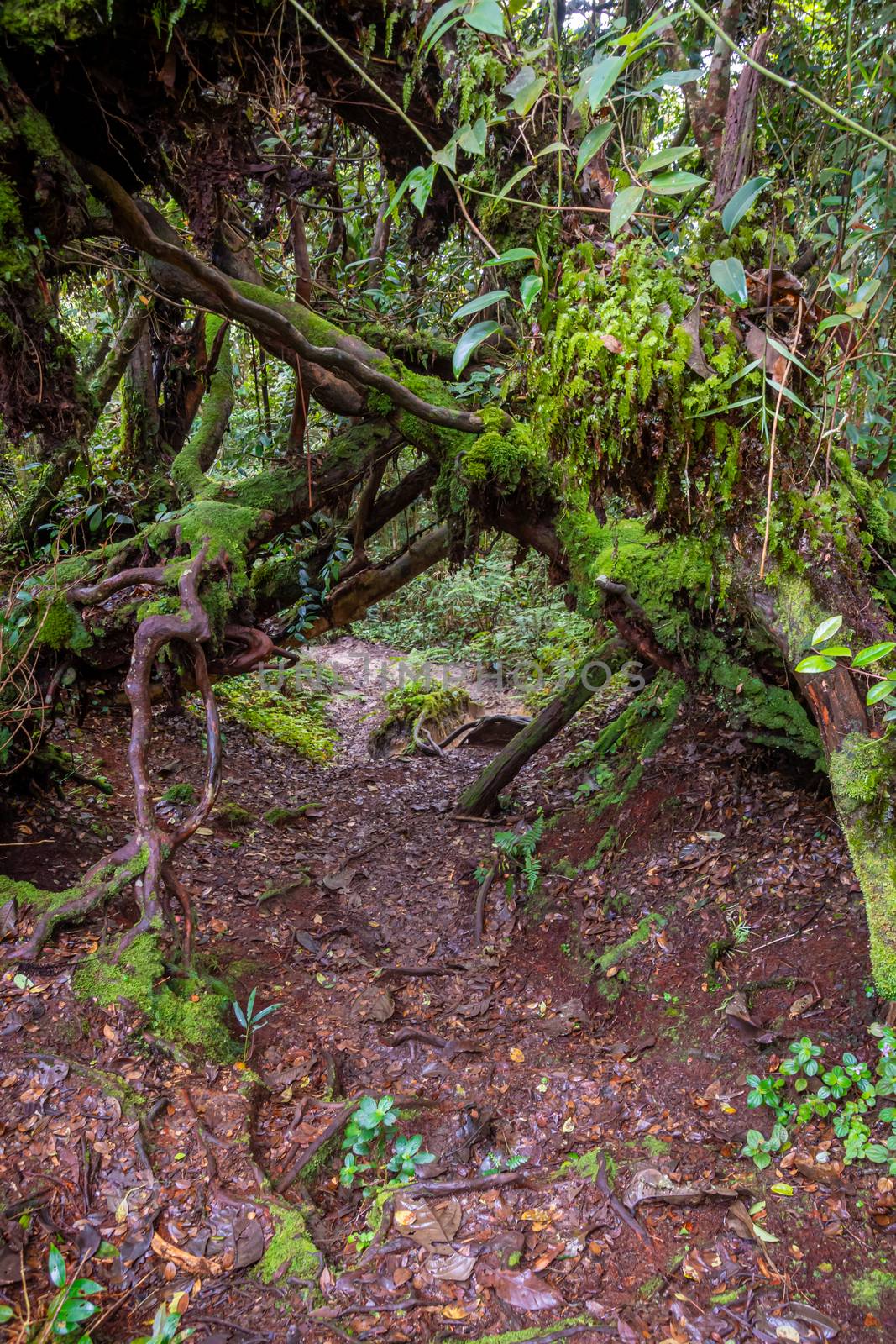 Hiking path wild muddy and wet through mossy rain forrest