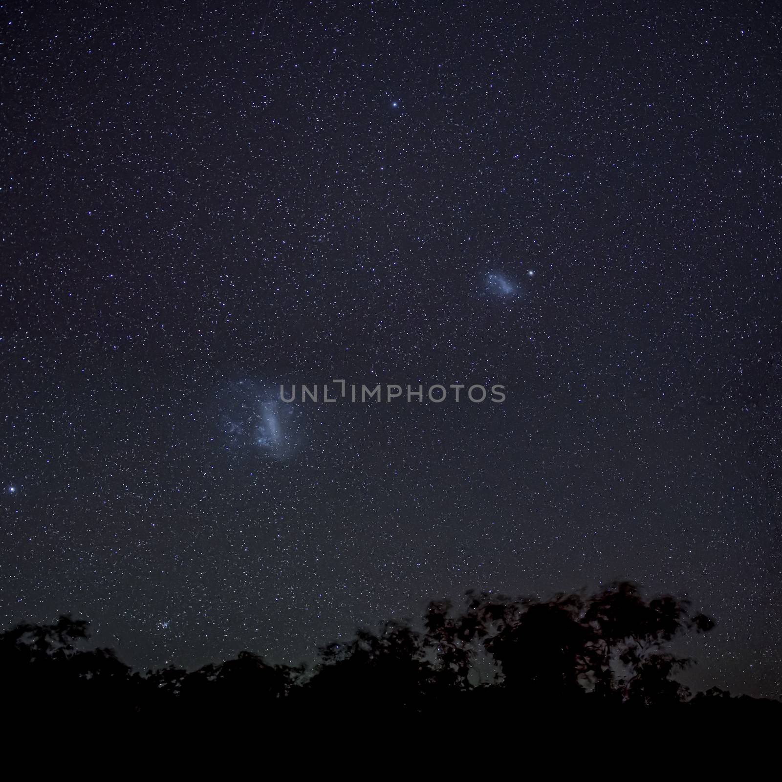 Magellanic Clouds in southern hemisphere night sky above silhouettes of trees by MXW_Stock