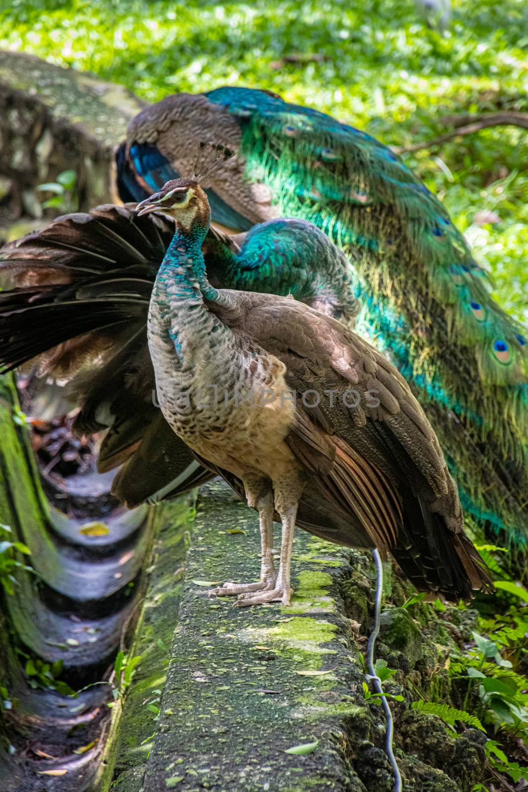 Male and female peacock peafowl in Malaysia Kuala Lumpur
