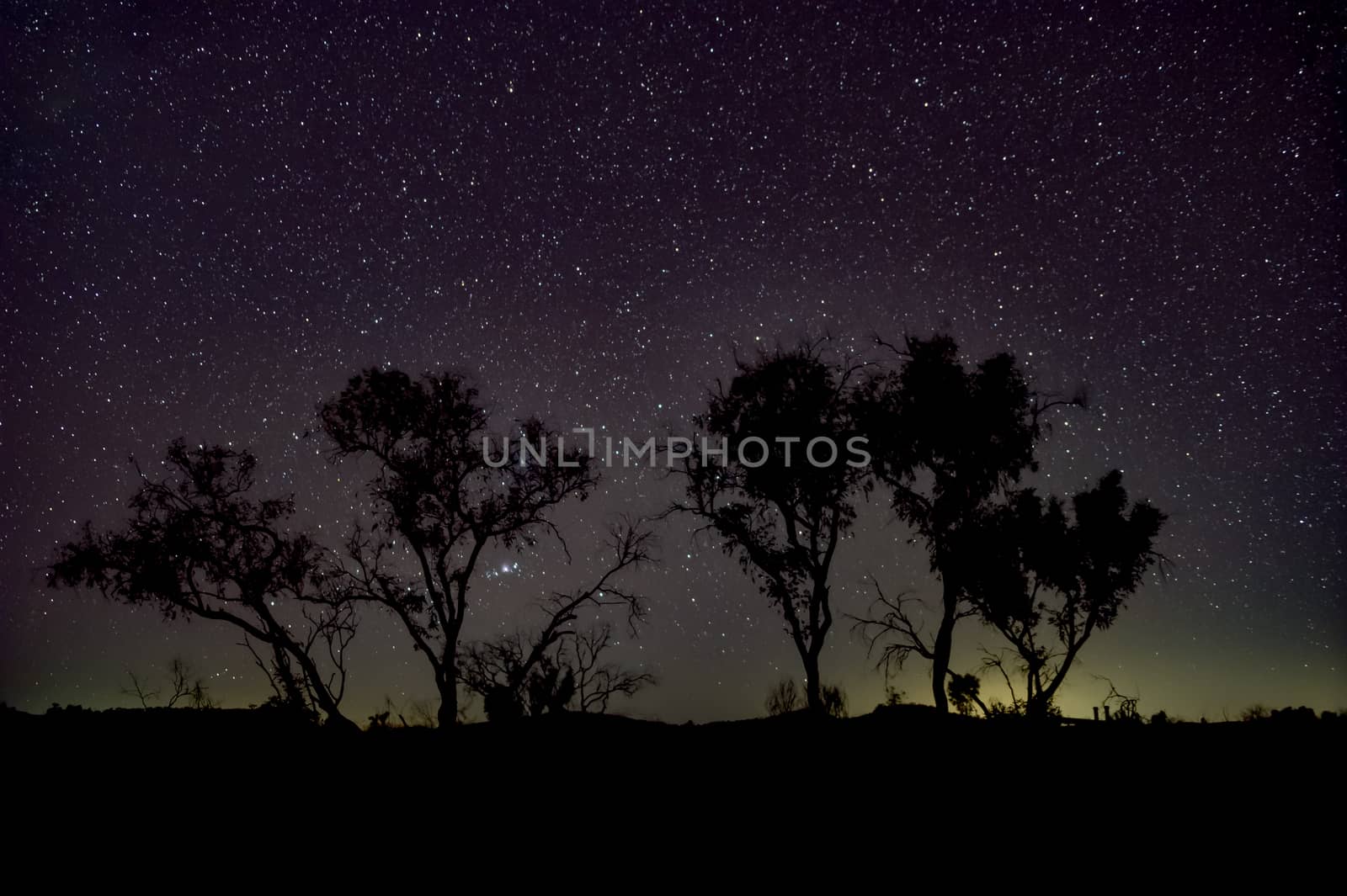 Night sky Australian outback tree silhouettes in front of dark sky close to Karijini National Park by MXW_Stock
