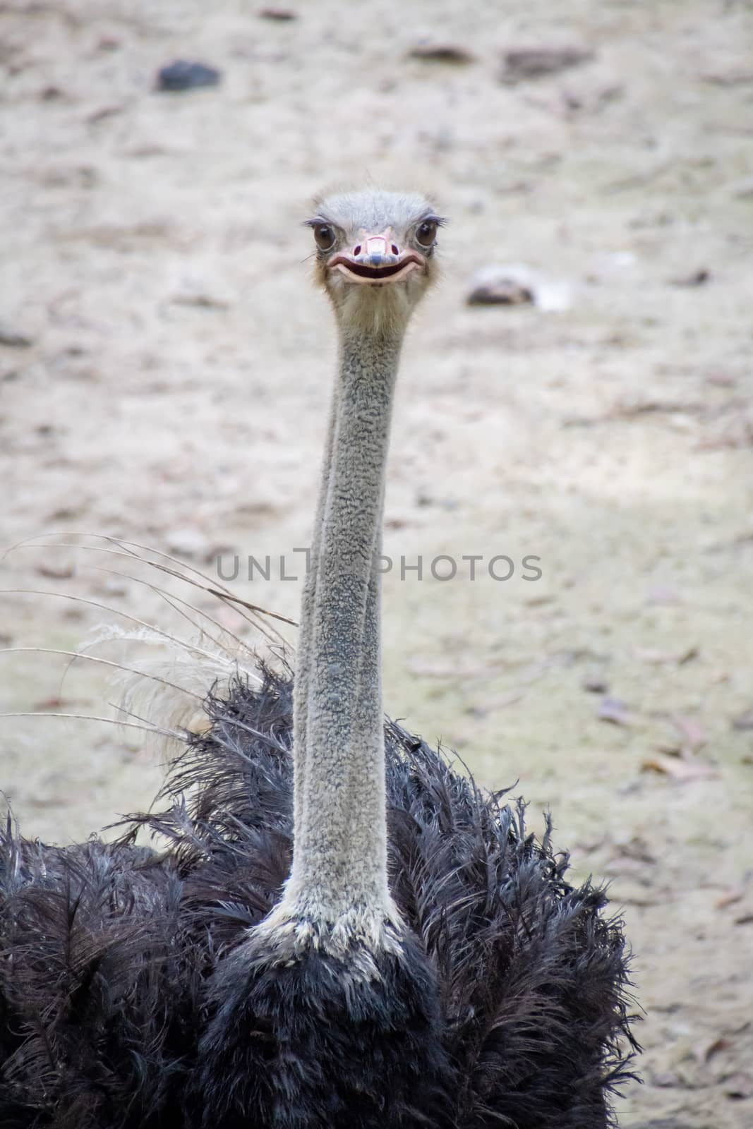 Ostrich bird with dark feathers and long neck looking into the camera
