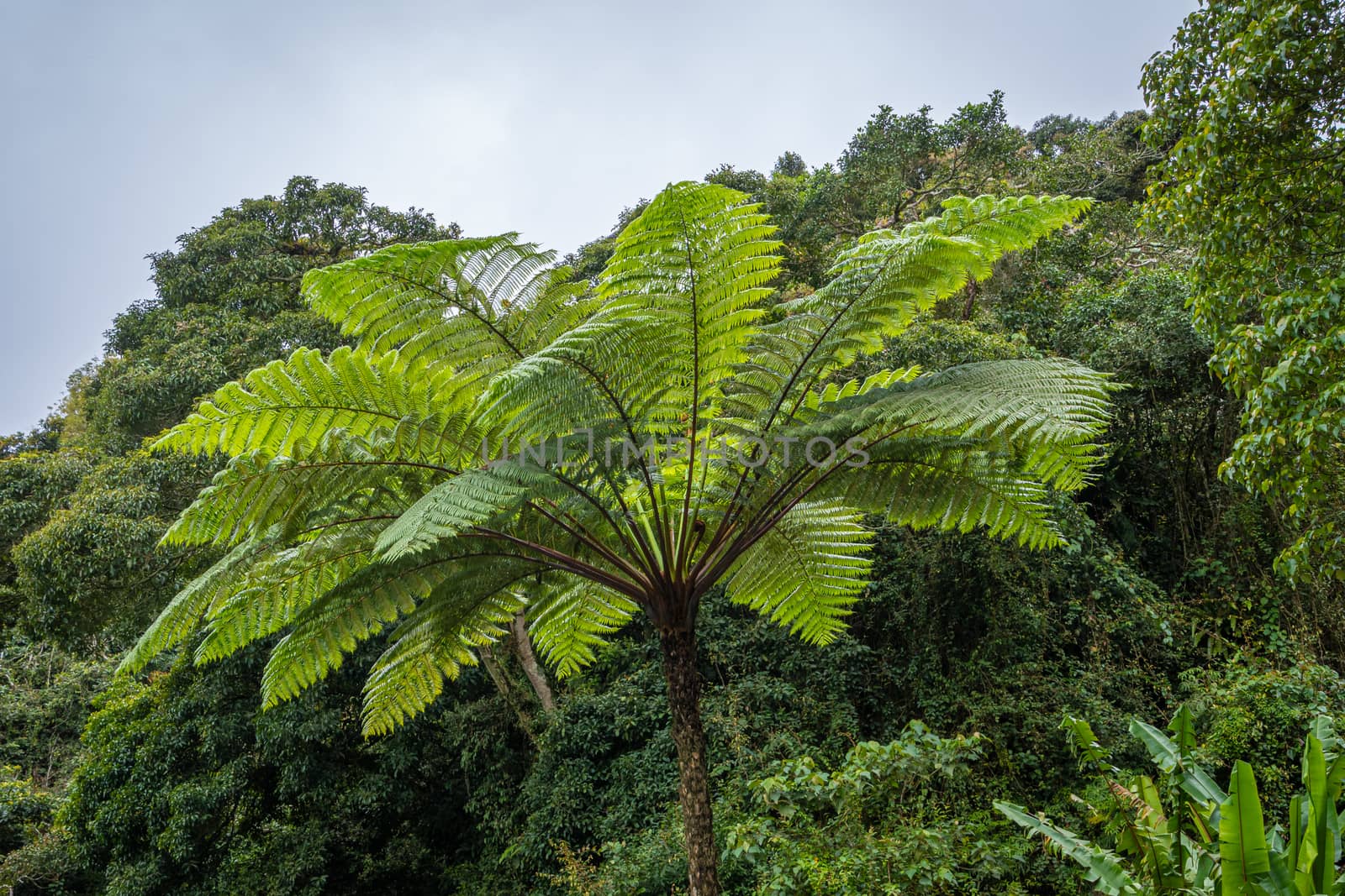 Palm tree in front of malaysian rain forest in Cameron Highlands by MXW_Stock