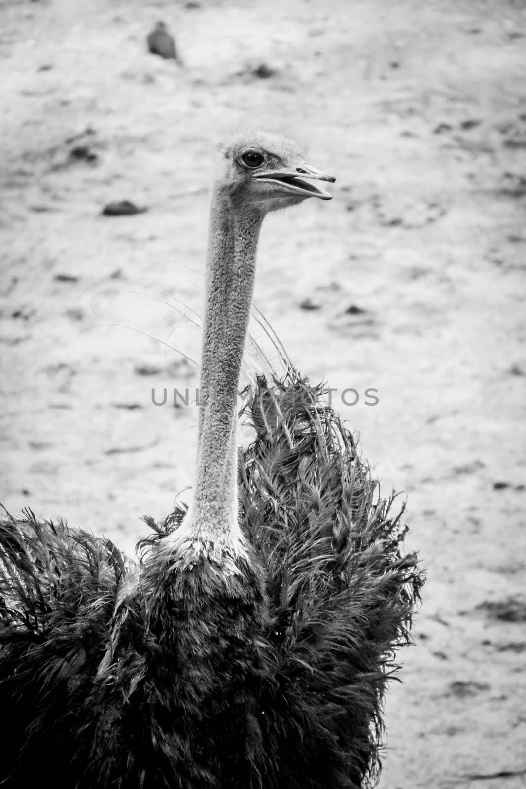Ostrich bird with dark feathers and long neck in black and white by MXW_Stock