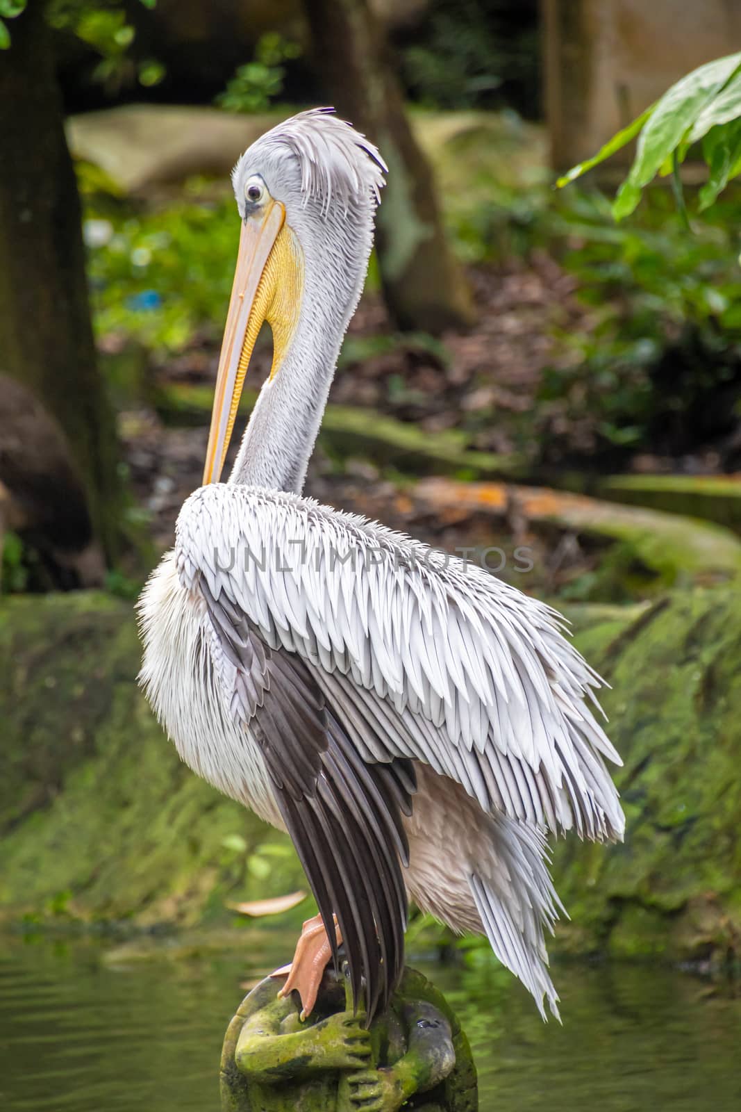 Pelican with wet feathers and long tail resting on sculpture in park